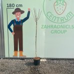 Hortenzia metlinatá (Hydrangea paniculata) ´WIM´S RED´® - výška 100-110 cm, kont. C5L - NA KMIENKU 